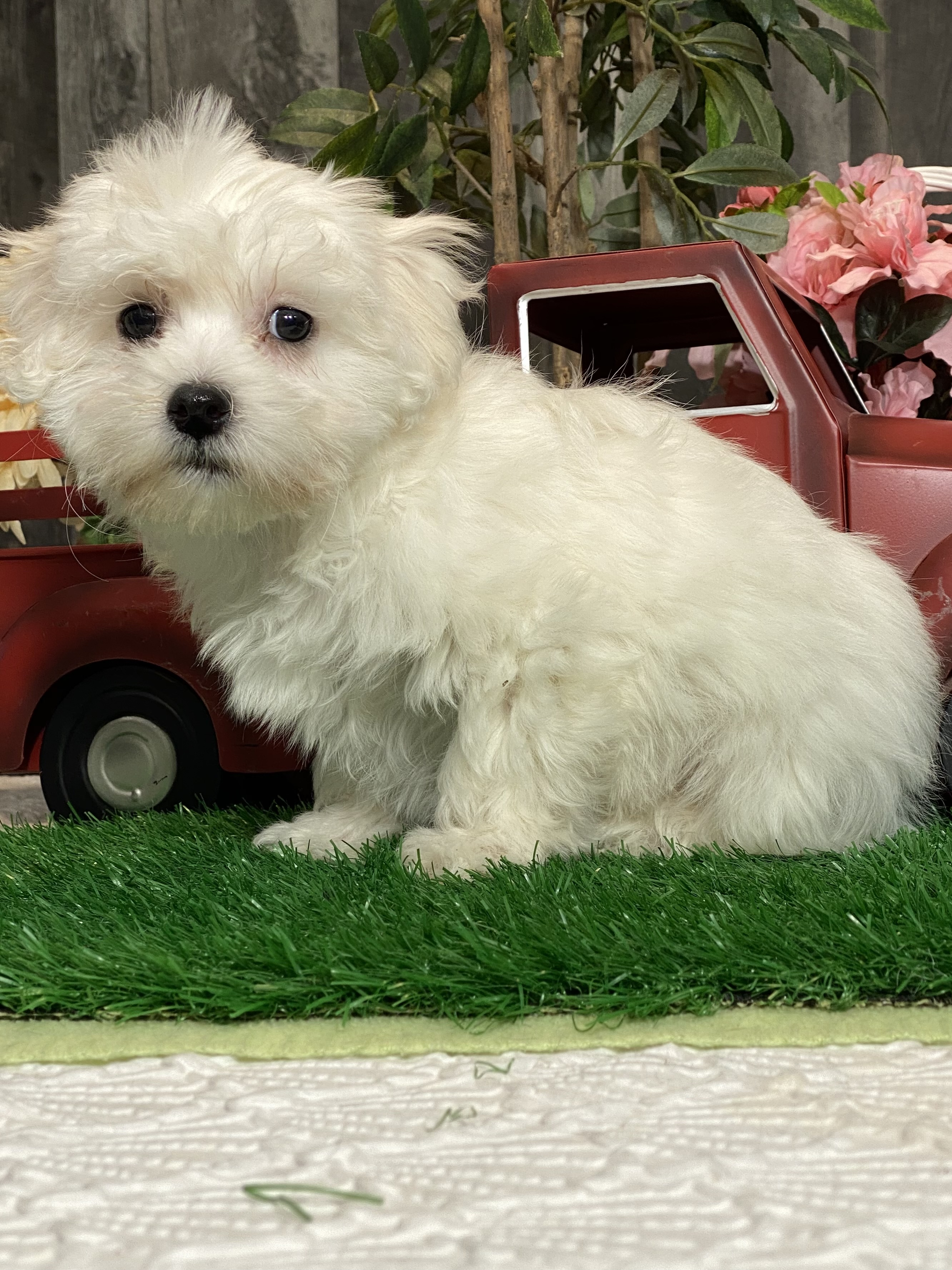 puppy, for, sale, Coton de Tulear, Curtis  Martin, dog, breeder, Seneca Falls, NY, dog-breeder, puppy-for-sale, forsale, nearby, find, puppyfind, locator, puppylocator, aca