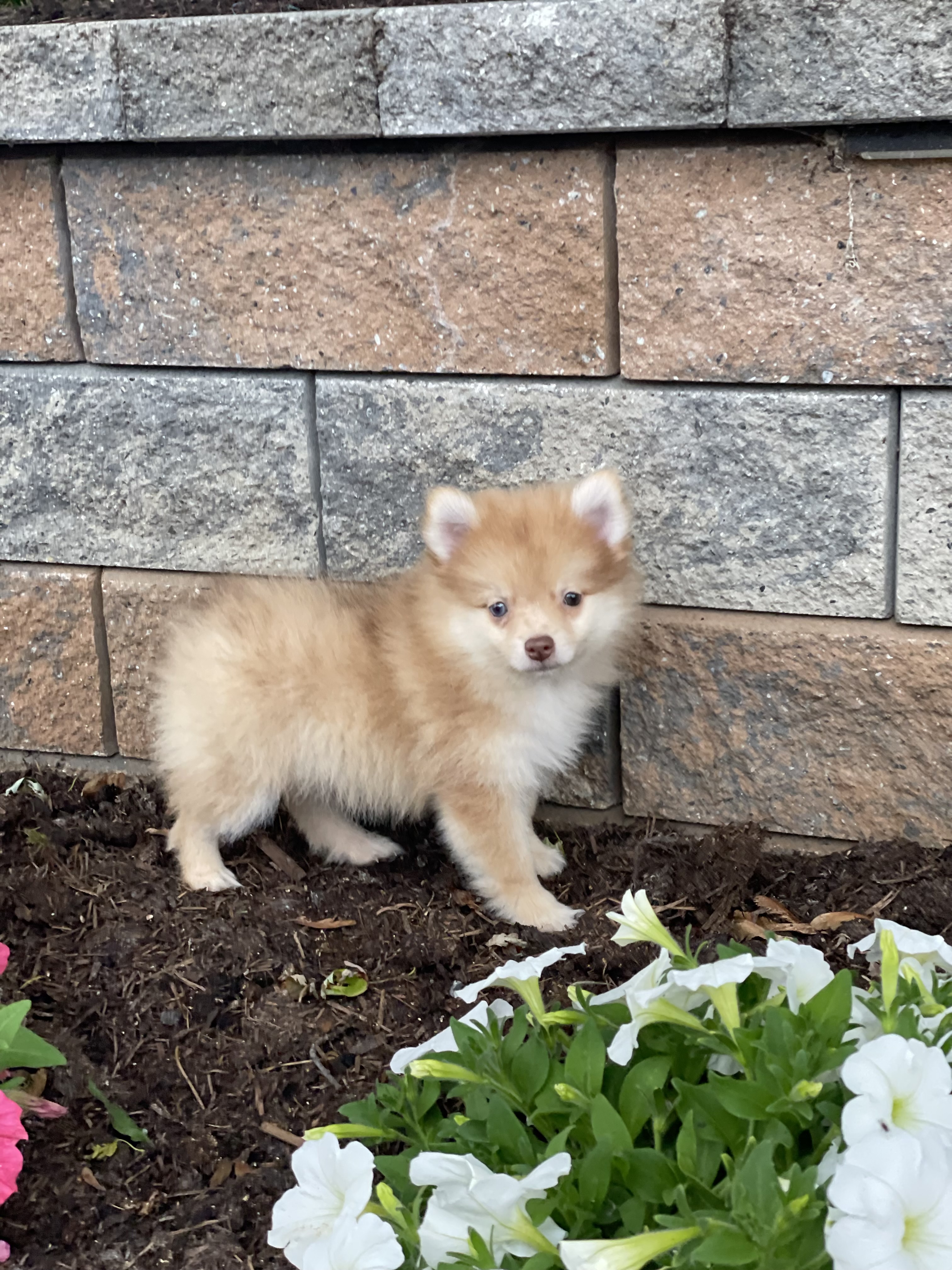 puppy, for, sale, Coton de Tulear, Curtis  Martin, dog, breeder, Seneca Falls, NY, dog-breeder, puppy-for-sale, forsale, nearby, find, puppyfind, locator, puppylocator, aca