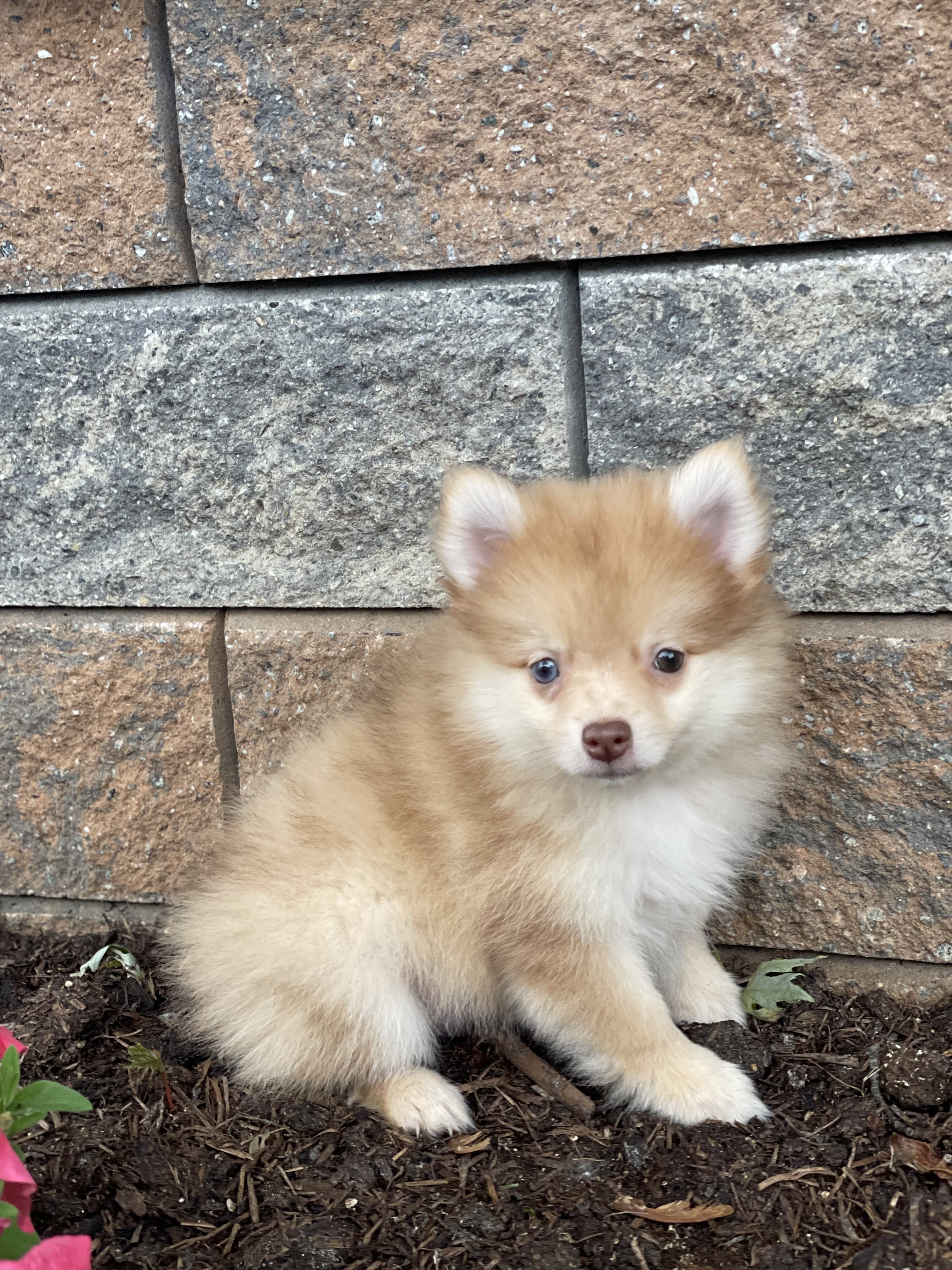 puppy, for, sale, Coton de Tulear, Curtis  Martin, dog, breeder, Seneca Falls, NY, dog-breeder, puppy-for-sale, forsale, nearby, find, puppyfind, locator, puppylocator, aca