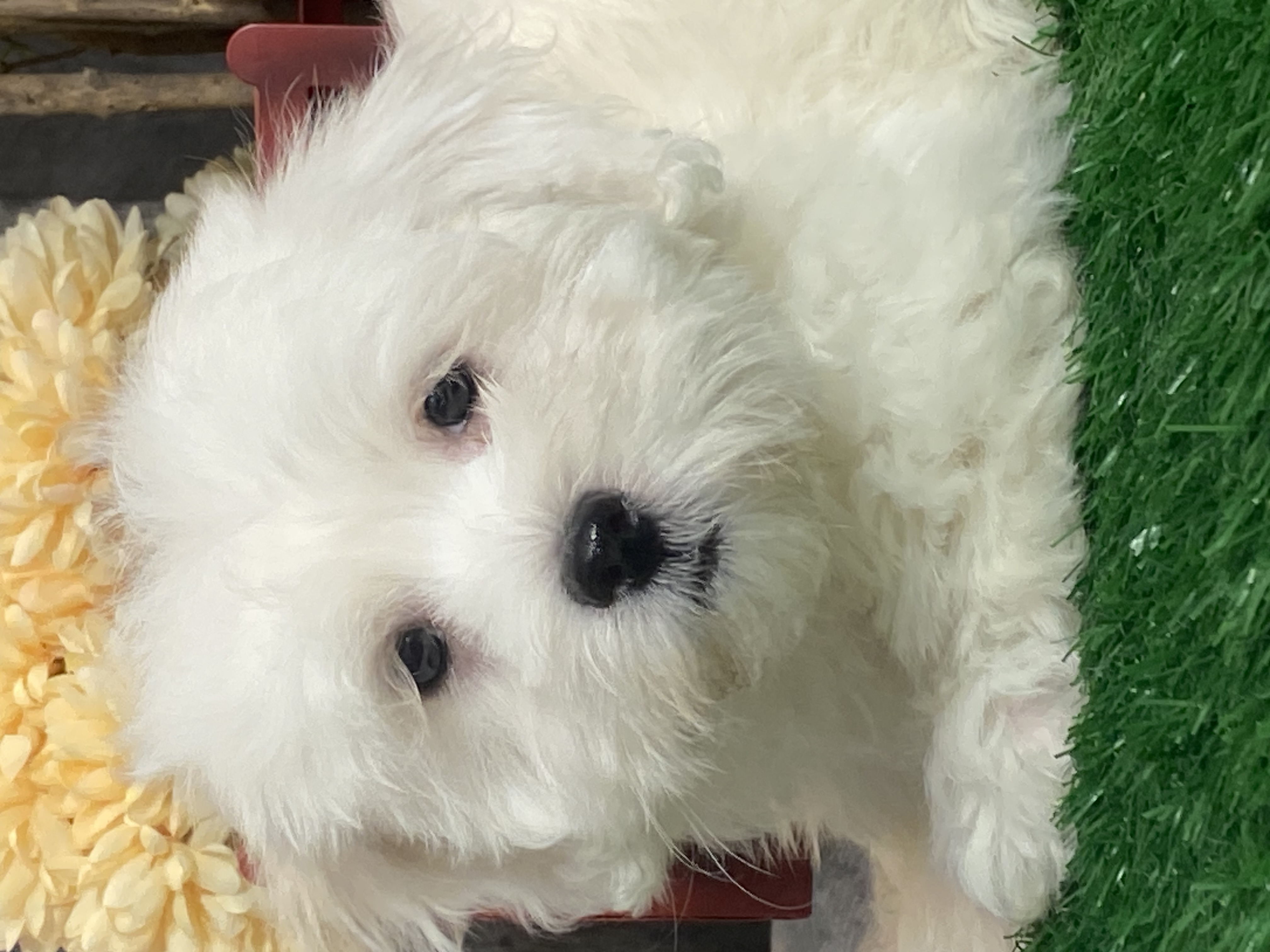 puppy, for, sale, Coton de Tulear, Curtis  Martin, dog, breeder, Seneca Falls, NY, dog-breeder, puppy-for-sale, forsale, nearby, find, puppyfind, locator, puppylocator, aca