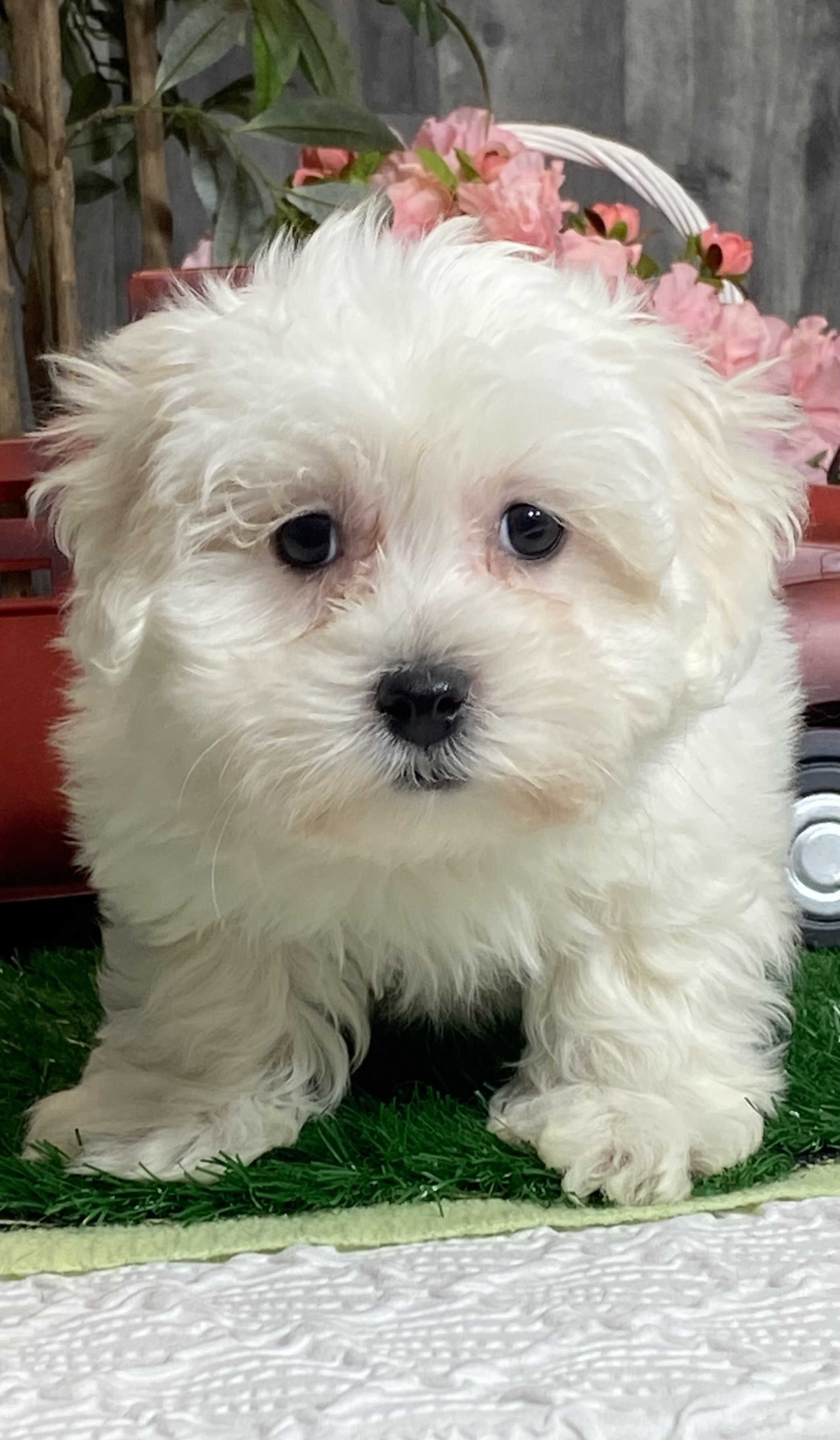 puppy, for, sale, Coton de Tulear, Curtis  Martin, dog, breeder, Seneca Falls, NY, dog-breeder, puppy-for-sale, forsale, nearby, find, puppyfind, locator, puppylocator, aca