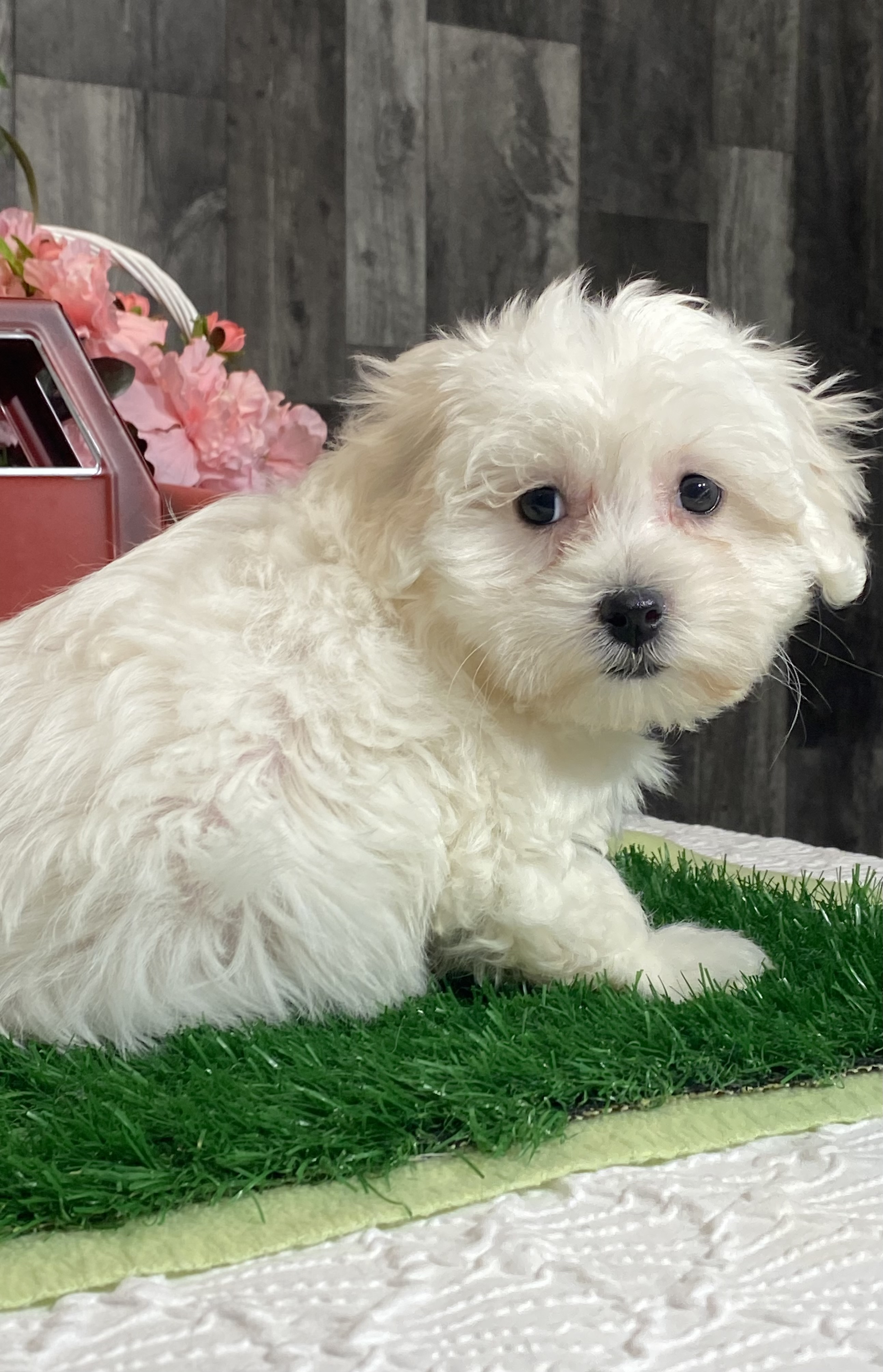 puppy, for, sale, Coton de Tulear, Curtis  Martin, dog, breeder, Seneca Falls, NY, dog-breeder, puppy-for-sale, forsale, nearby, find, puppyfind, locator, puppylocator, aca