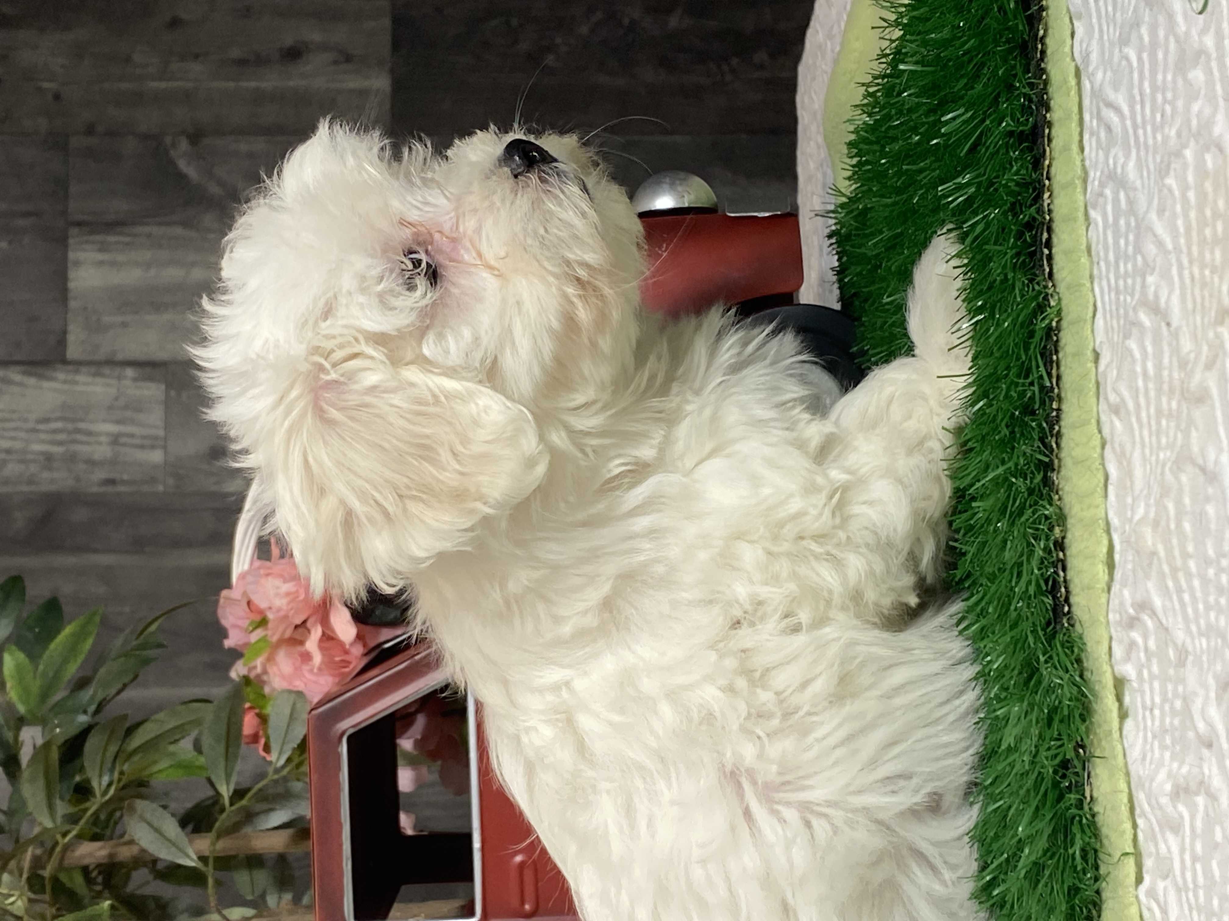 puppy, for, sale, Coton de Tulear, Curtis  Martin, dog, breeder, Seneca Falls, NY, dog-breeder, puppy-for-sale, forsale, nearby, find, puppyfind, locator, puppylocator, aca