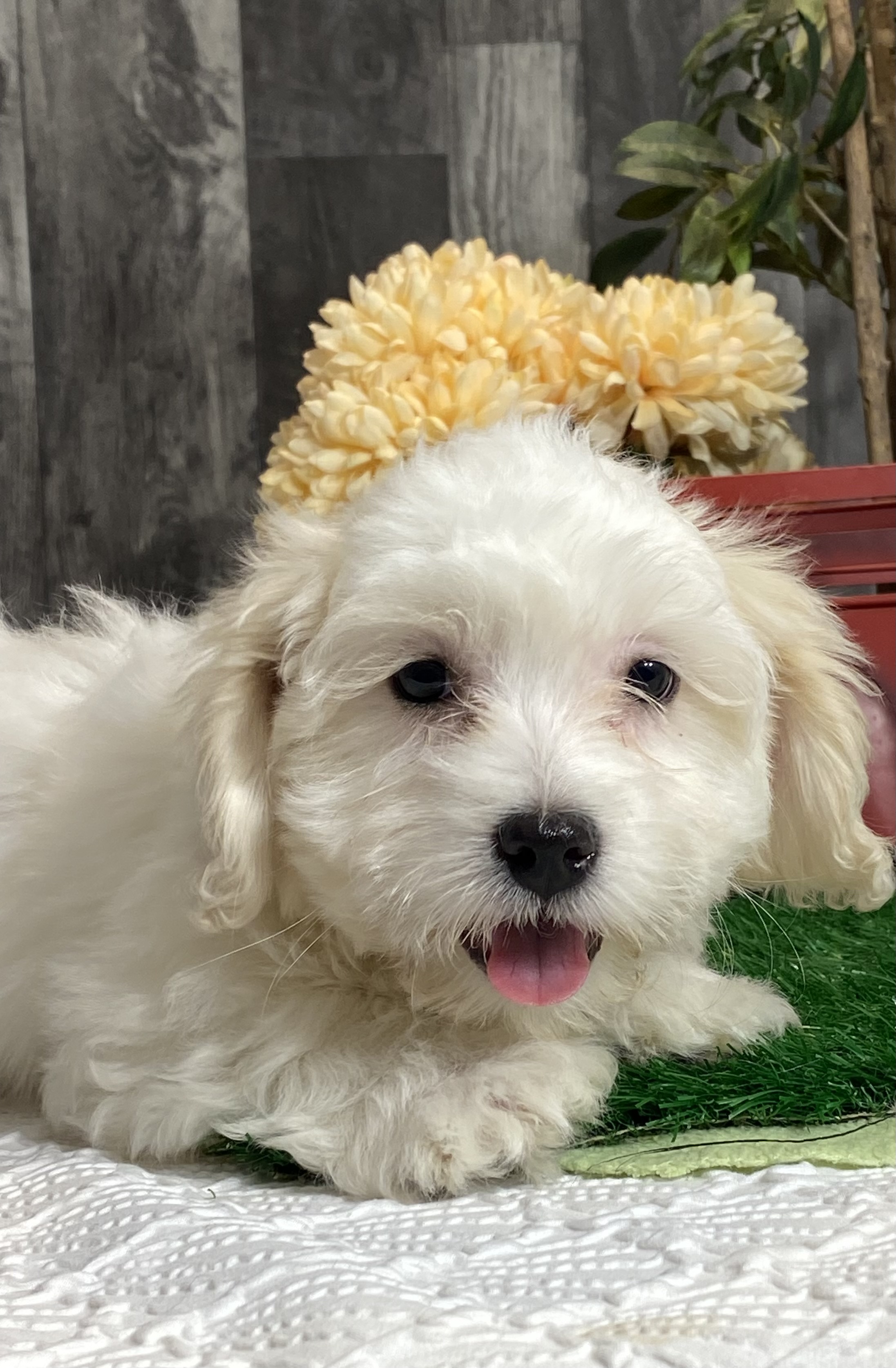 puppy, for, sale, Coton de Tulear, Curtis  Martin, dog, breeder, Seneca Falls, NY, dog-breeder, puppy-for-sale, forsale, nearby, find, puppyfind, locator, puppylocator, aca