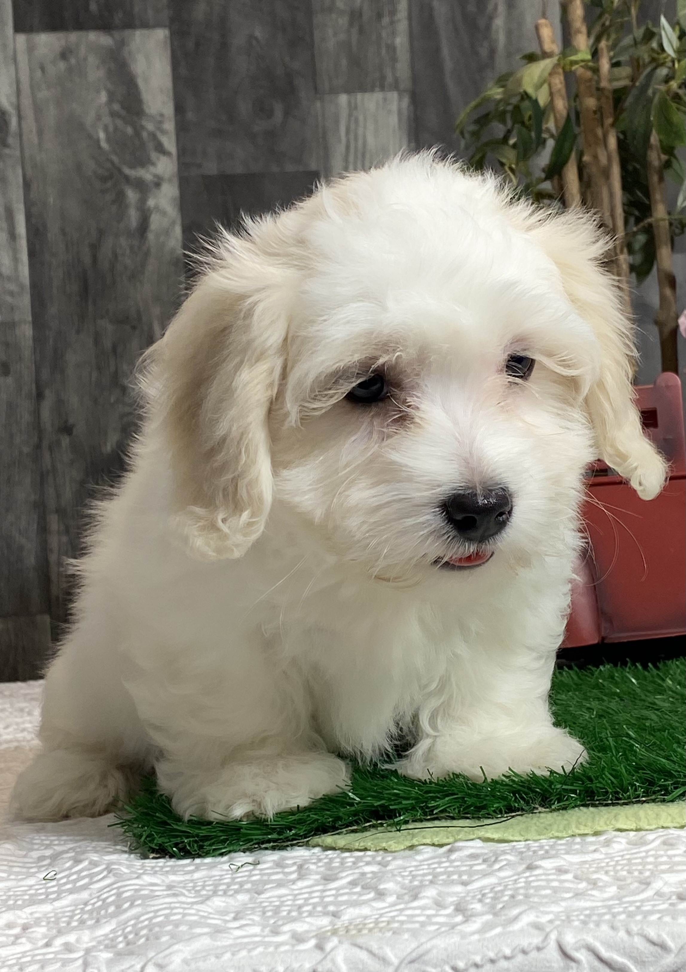 puppy, for, sale, Coton de Tulear, Curtis  Martin, dog, breeder, Seneca Falls, NY, dog-breeder, puppy-for-sale, forsale, nearby, find, puppyfind, locator, puppylocator, aca