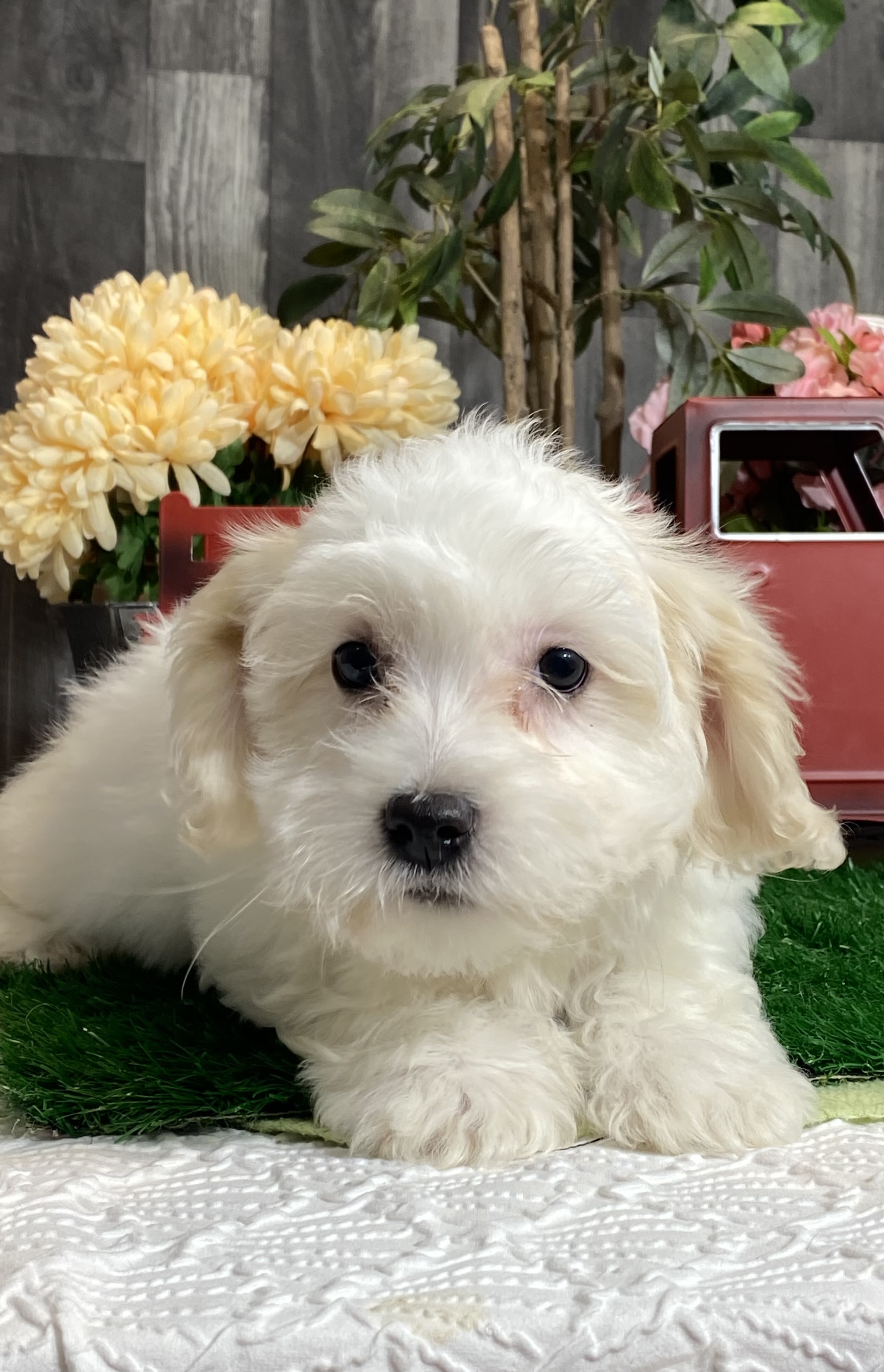 puppy, for, sale, Coton de Tulear, Curtis  Martin, dog, breeder, Seneca Falls, NY, dog-breeder, puppy-for-sale, forsale, nearby, find, puppyfind, locator, puppylocator, aca
